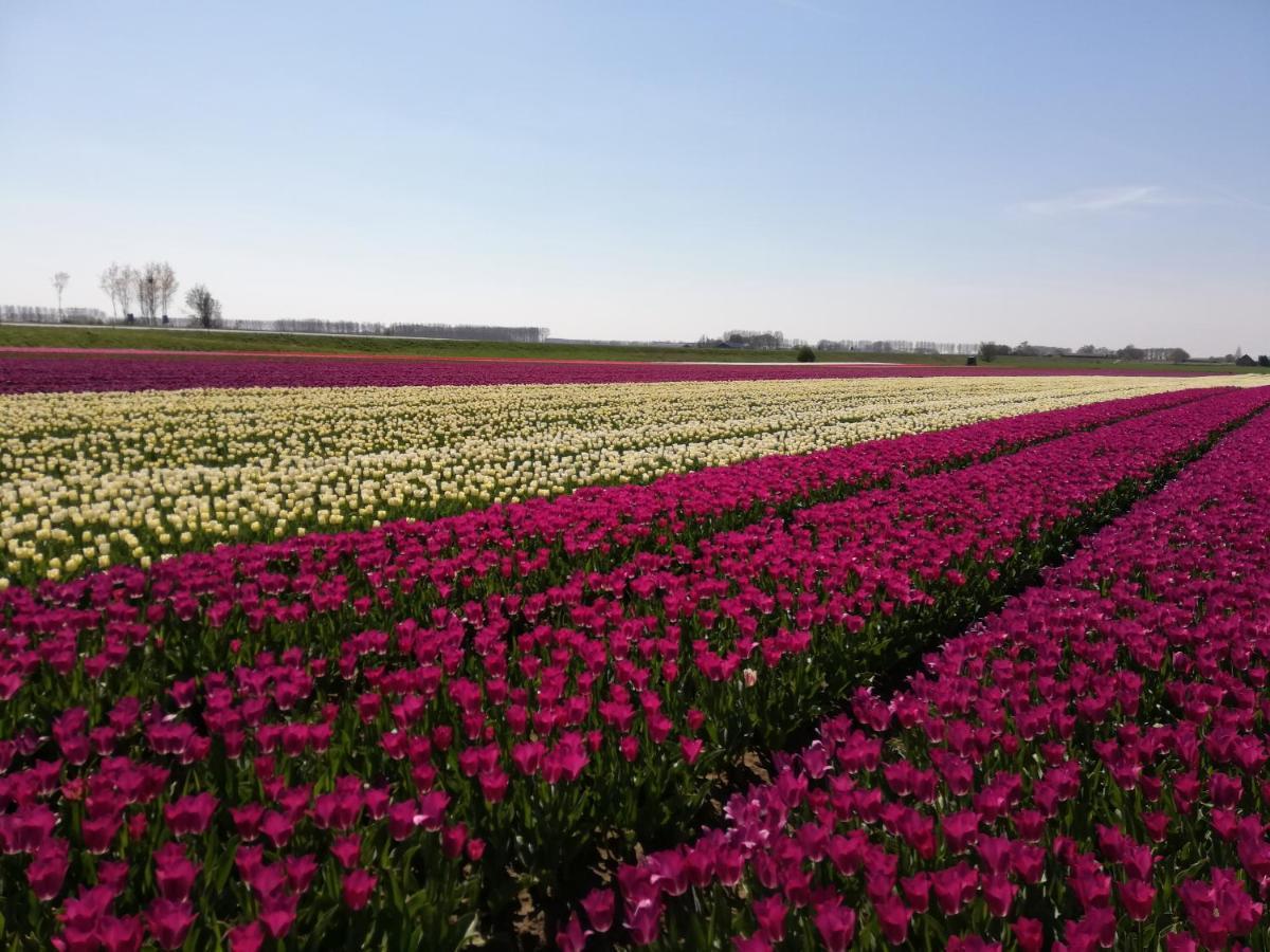 Het Zeeuws Verblijf Bed and Breakfast Terneuzen Exteriör bild